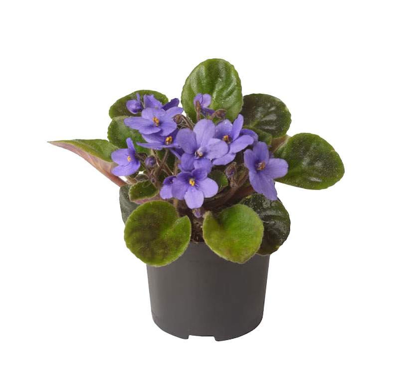 بنفشه آفریقایی